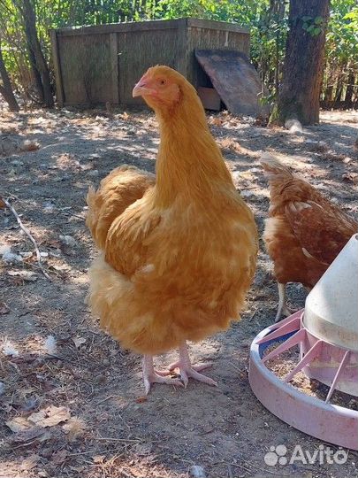 Куры орпингтон палевый