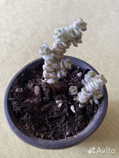 Крассула Рупестрис вариегата