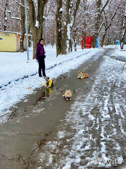 Зоогостиница/гостиница для собак Краснодар