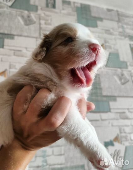 Австралийская овчарка