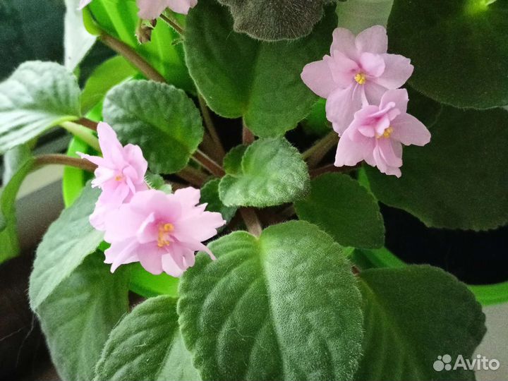 Фиалки, бегония black velvet