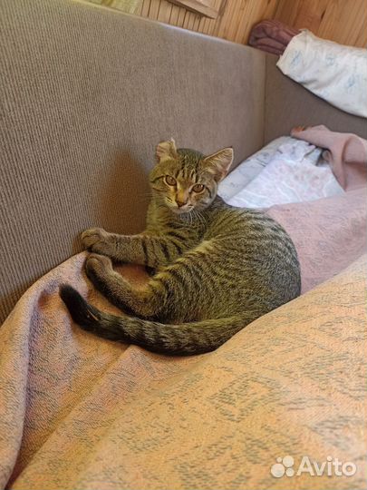 Котенок ищет дом