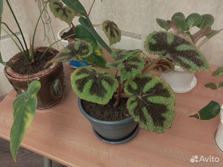 Спатифиллум мужское счастье