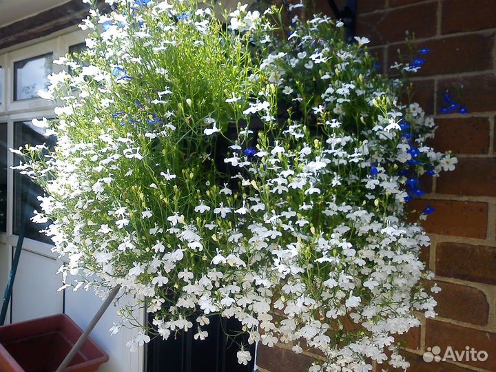 Комнатные растения \ Садовые растения