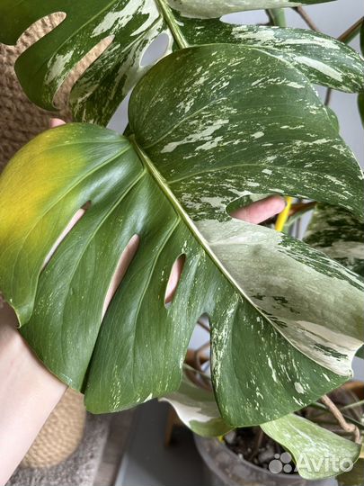 Монстера вариегатная альба