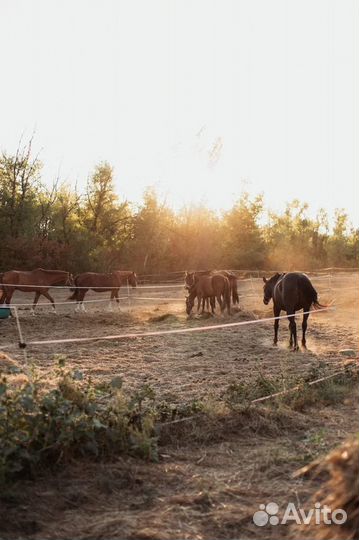 Постой для лошадей