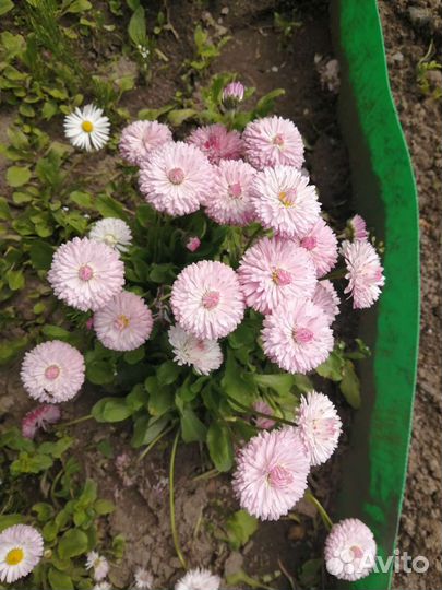 Маргаритки