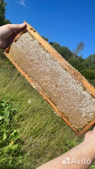 Сотовый мед