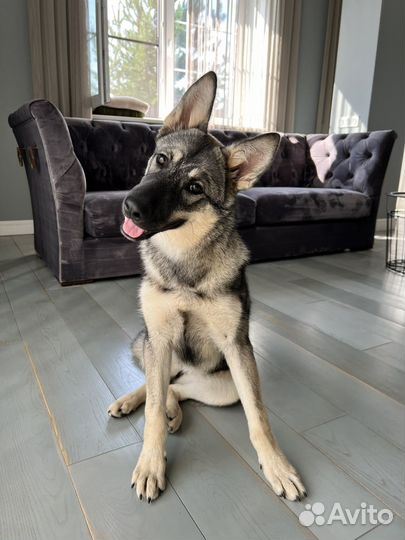 Роскошный щенок овчарки в дар