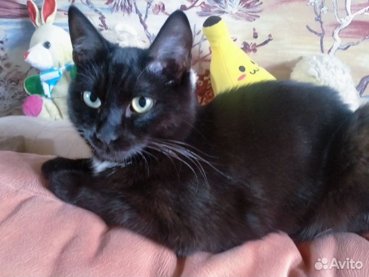 Кошечка в добрые руки