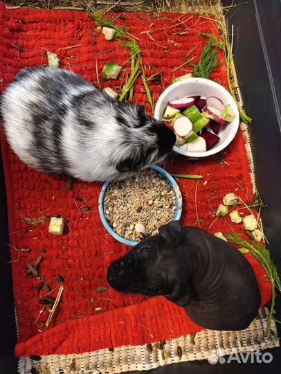 Морские свинки, скинни