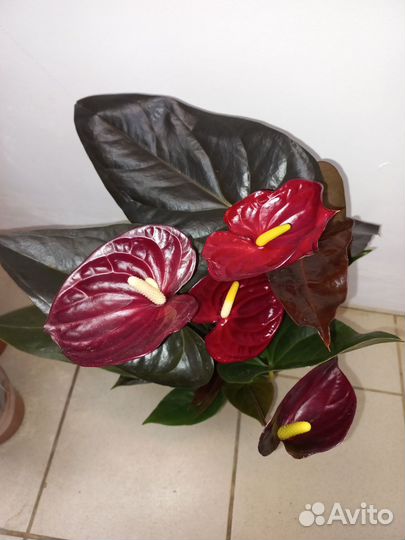 Anthurium delicate