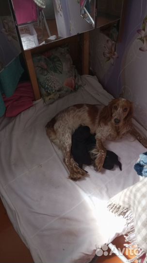Щенки английского кокер спаниеля