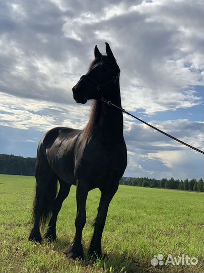 Фризская Лошадь