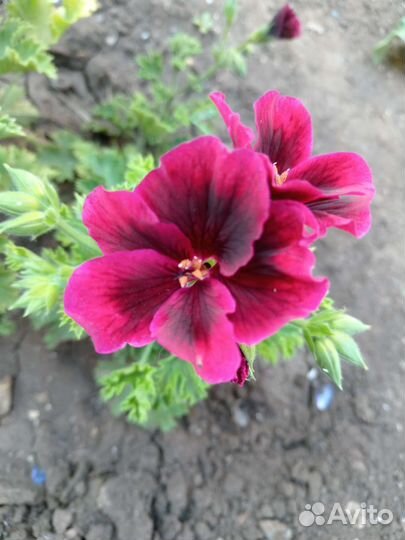 Королевская пеларгония