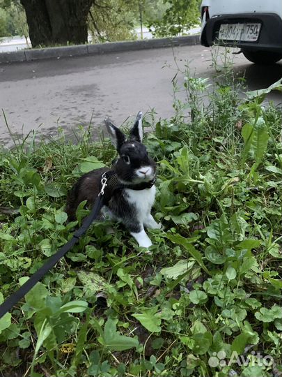 Кролик в добрые руки