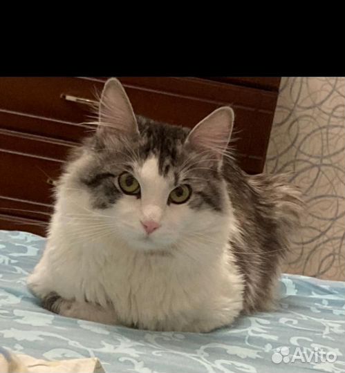 Кот вязка курильский бобтейл