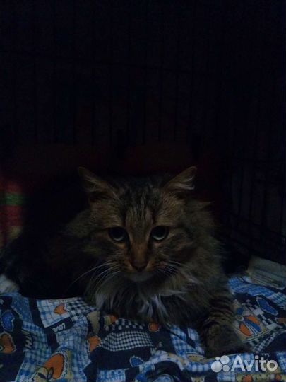 Котик ищет дом