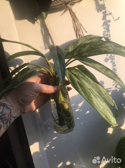 Филодендрон