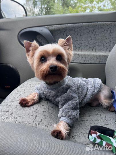 Йоркширский терьер(Вязка)