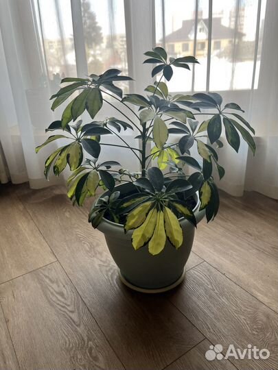 Шеффлера пестролистная