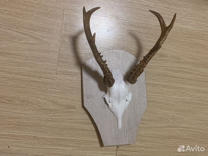 Рога косули