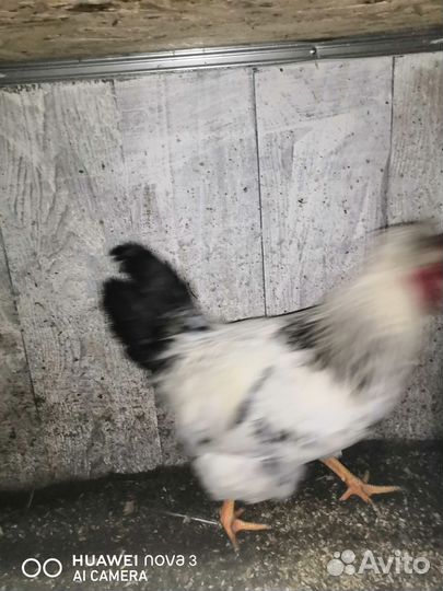 Петухи русская хохлатая, лососевая загорская