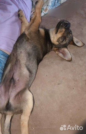 Щенок мальчик