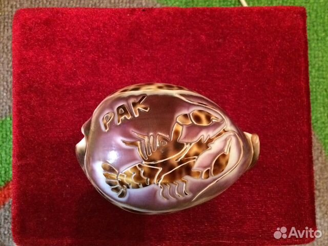 Ракушка морская