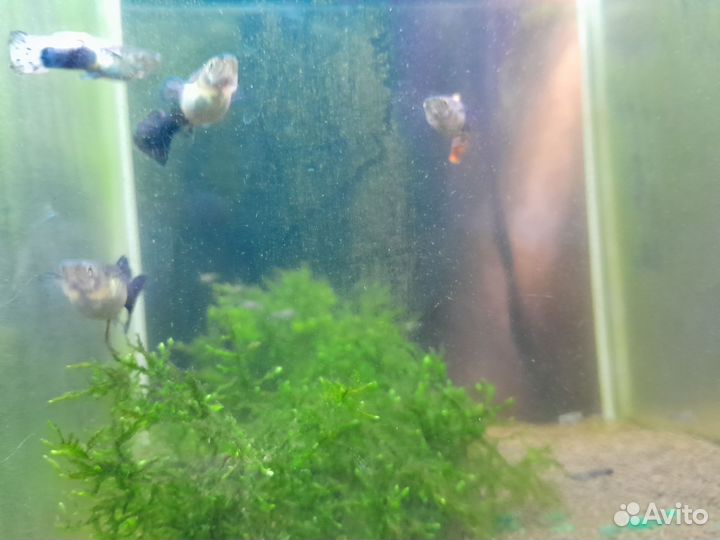 Рыба малек гуппи