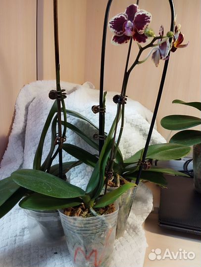 Орхидея фаленопсис
