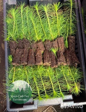 Сосна зкс окс сеянцы Ель Лиственница Голуб Горная