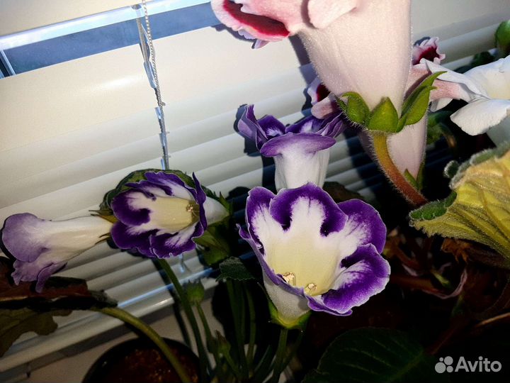 Детки глоксинии