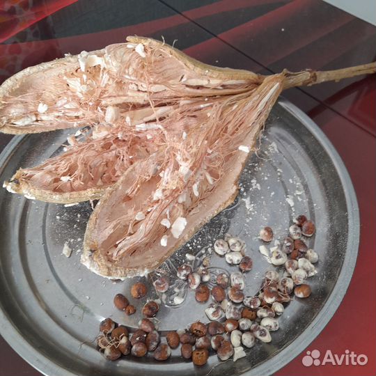 Семена баобаба