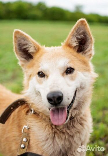 Шикарный кобель в поисках дома