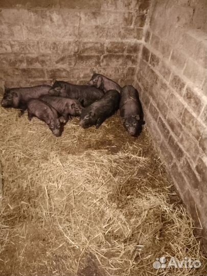 Ветнамские поросята