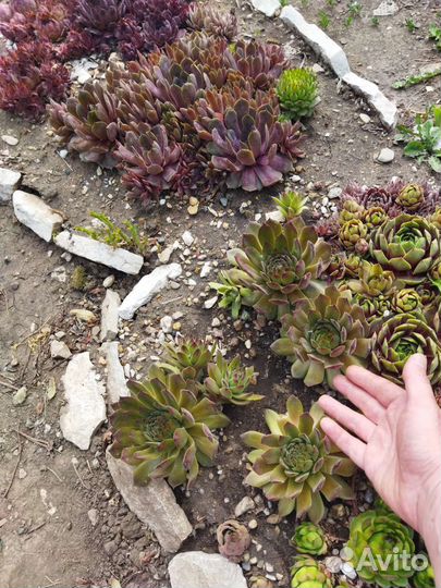 Молодило, седум