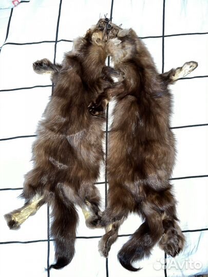 Шкурки Якутского соболя