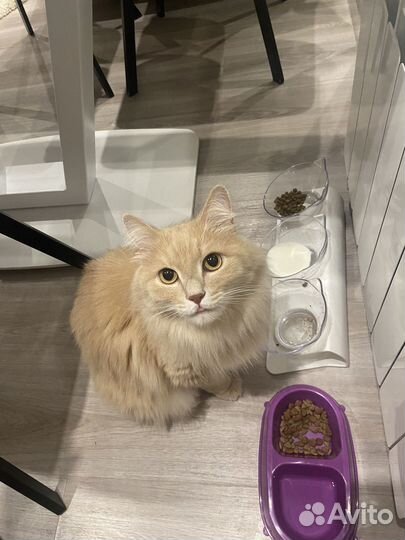 Возьму на передержку котиков