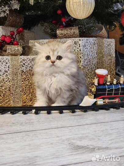 Очаровательная малышка хайленд страйт