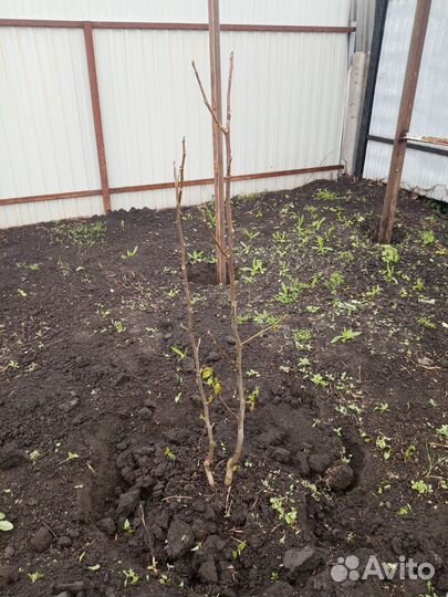 Саженцы грецкий орех идеал