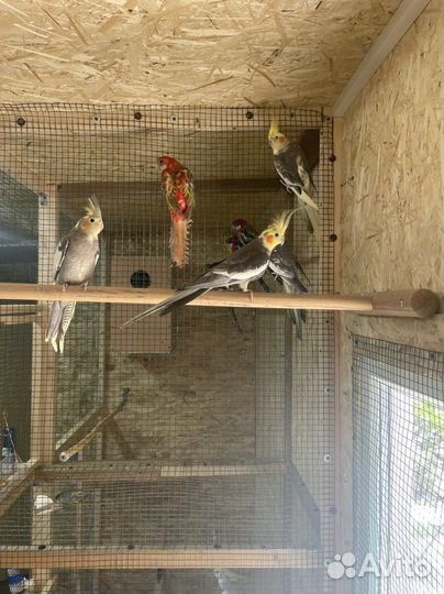 Попугай с гарантией