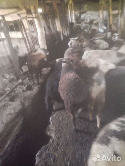 Овцы бараны