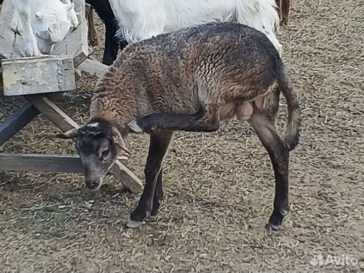 Катумский баранчик и курдючные ярочки