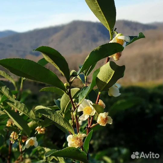Экскурсия в долину Мацеста