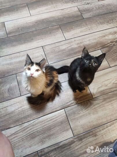 Кошка в дар бесплатно