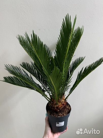 Пальма цикас
