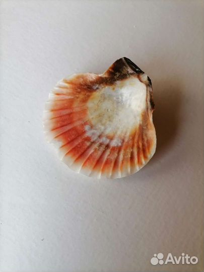 Ракушка с окаменелостями