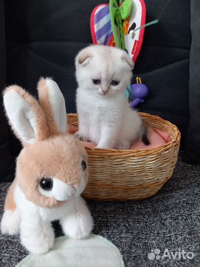 Шотландский котенок