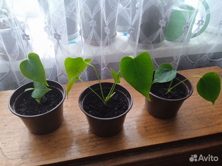 Комнатные цветы